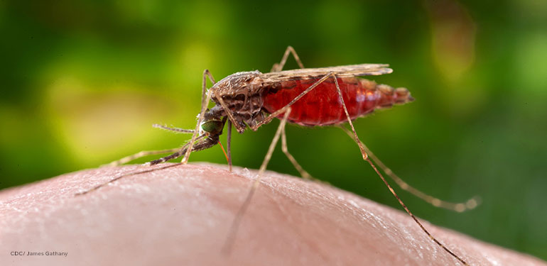 A close up of a feeding female Anopheles merus mosquito.