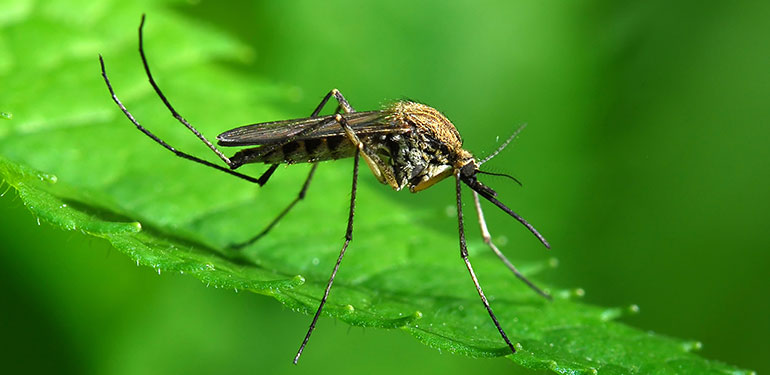 A close up an Aedes sollicitans mosquito sitting on a green leaf.