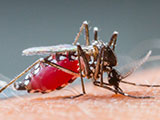 Close up a Mosquito sucking human blood.