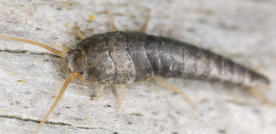 A close up of a silverfish sitting on wood.