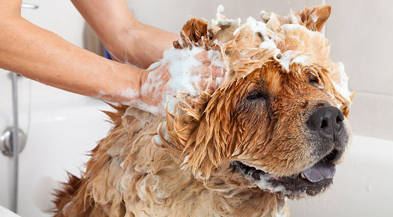 Close-up of a woman giving their dog a shampoo.
