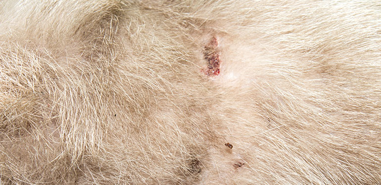 Close-up of rashes and fur loss on a dog's body.