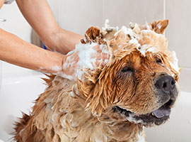 Close-up of a woman giving their dog a shampoo.