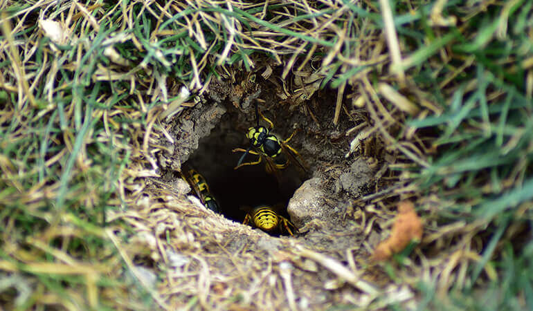 Yellow jacket wasps leaving a nest located in a hole in the ground.