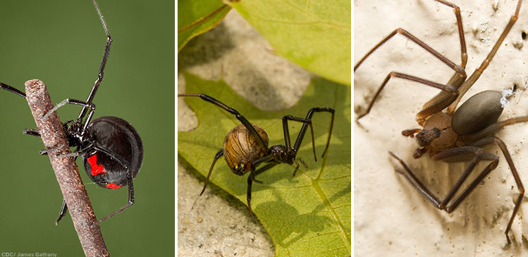 A side-by-side image of a femail black widow spider, brown widow spider and brown recluse spider.