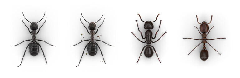 Comparative images of a Nuisance ant, Mound-building ant, Carpenter ant and Fire ant.