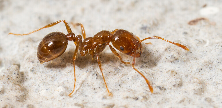 A fire ant crawling.