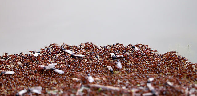 A small swarm of fire ants clustered together and floating atop water with the queen ant and baby ants sitting atop the cluster of fire ants.