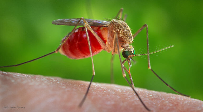 A close up of a mosquito biting a person's hand.