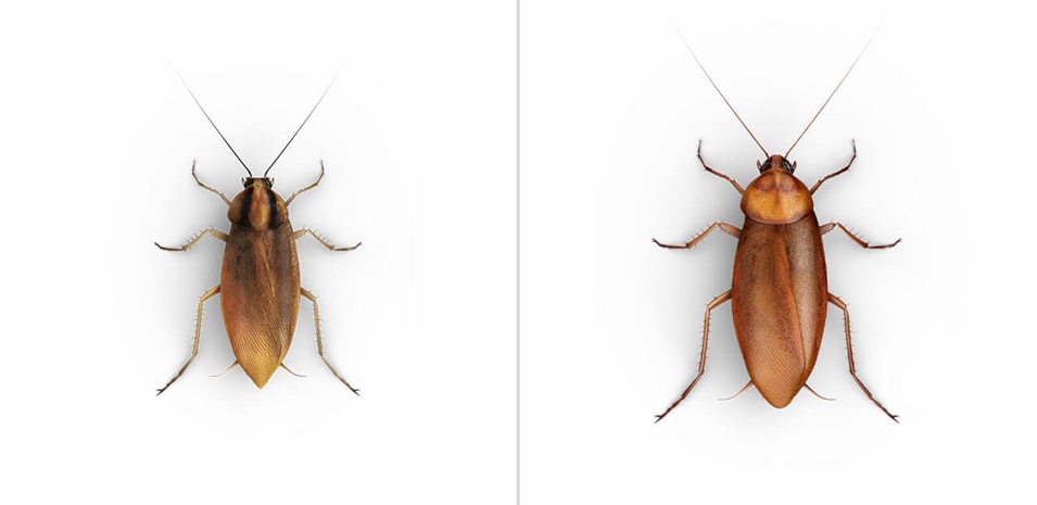 A side-by-side view of a German Cockroach and an American Cockroach.