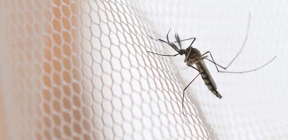 A mosquito sitting on a white mosquito net.