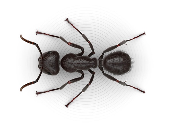 Top-view illustration of a carpenter ant.