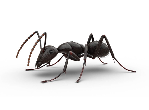 Side-view illustration of a carpenter ant.