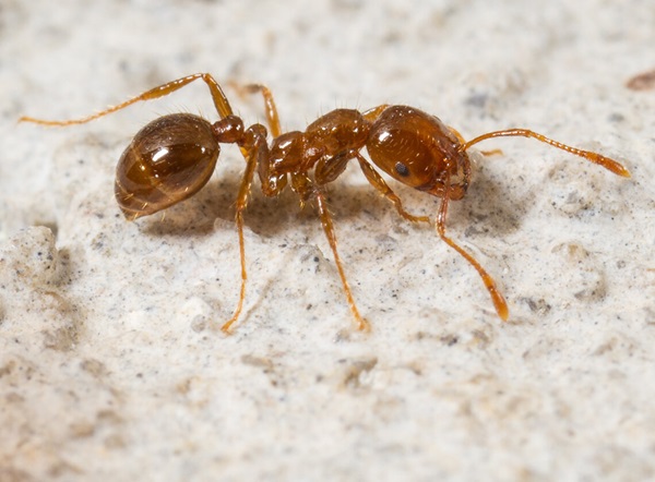 Close up view of a fire ant crawling on the ground.
