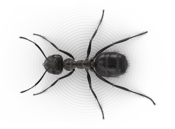 Top-view illustration of a nuisance ant.