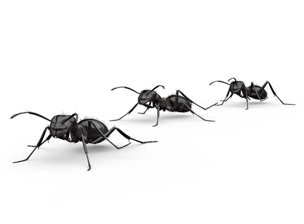 Side-view illustration of several nuisance ants.