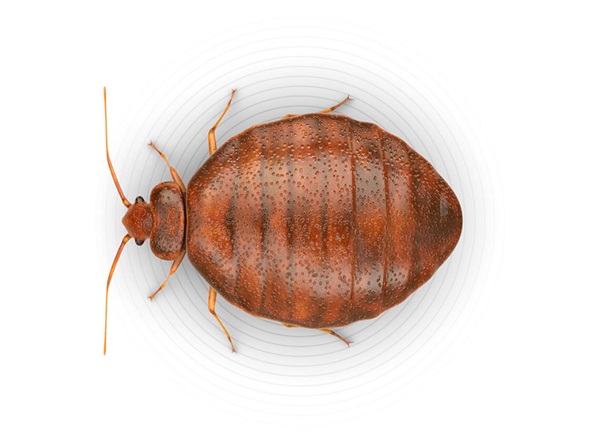 Top-view illustration of a bed bug.
