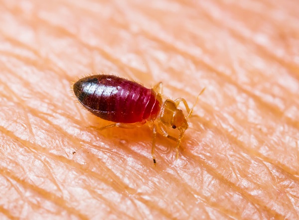 Baby bed bug crawling on skin.