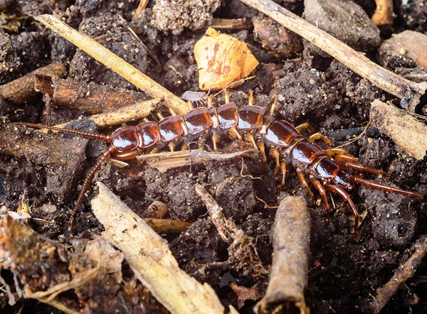 A centipede crawling along the ground outdoors.