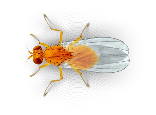 Top-view illustration of a fruit fly.
