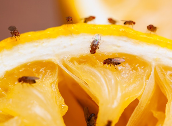 Fruit flies on a slice of orange.