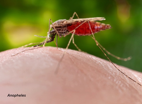 Close-up of an Anopheles (mosquito) on human skin.