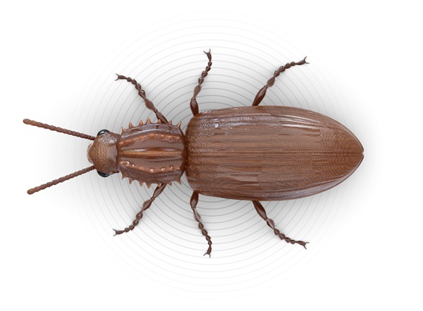Top-view illustration of a pantry beetle.