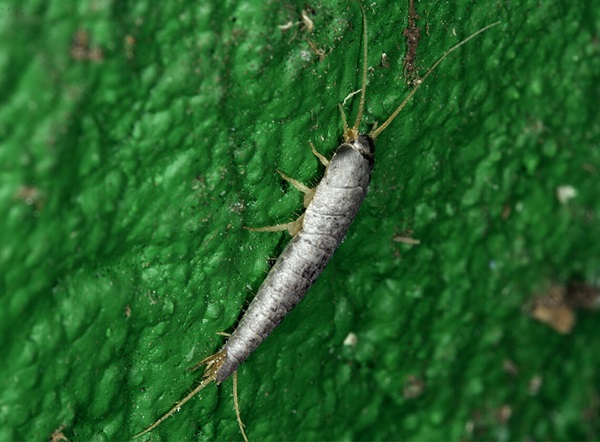 A side-view close up of a crawling silverfish.