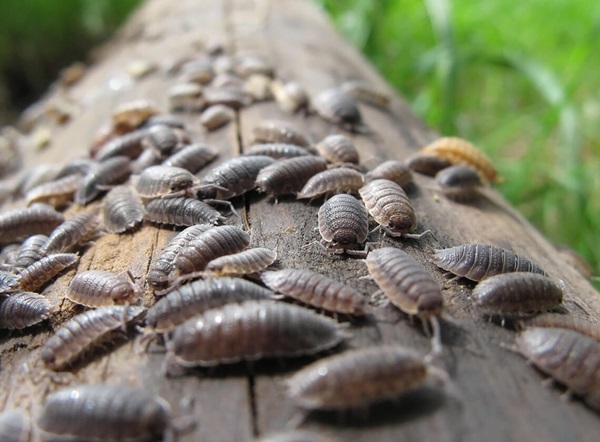 Image of many sowbugs crawling across a fallen log.