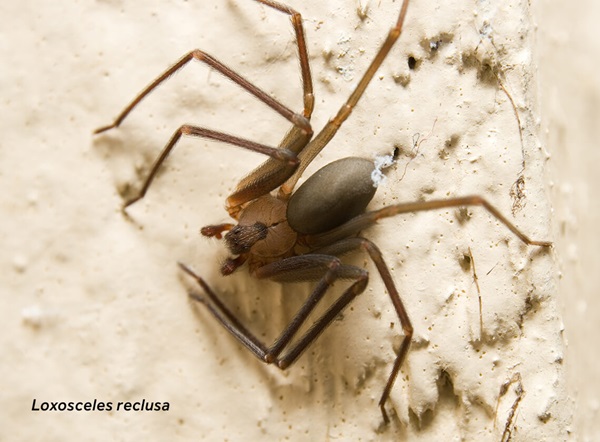 Close-up image of a brown recluse (Loxosceles reclusa) spider.