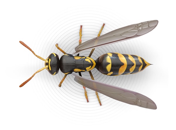 Top-view illustration of a wasp.