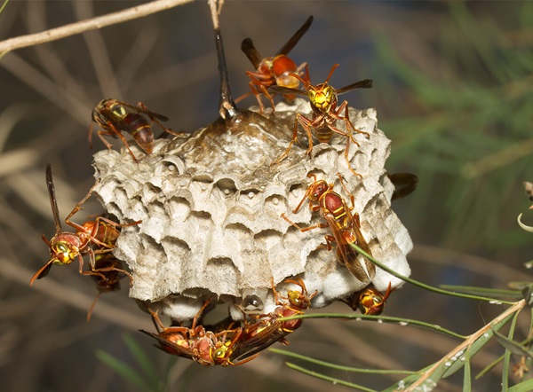 Paper wasps on a hive hanging from a tree branch.