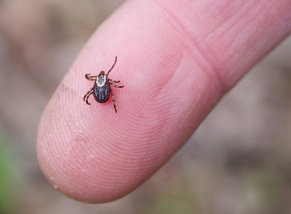 A tick atop the tip of a human finger, showing how tiny a tick is in comparison.