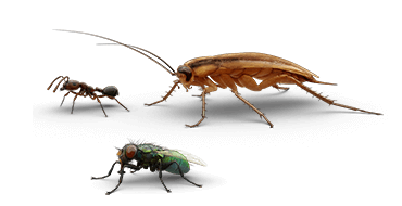 Illustrations of ant, cockroach and fly