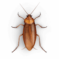 roaches-large-large