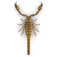 scorpions-large