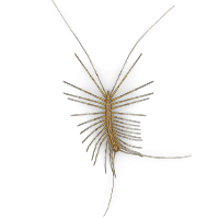 Centipede illustration